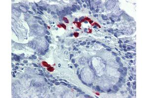 Anti-FASLG / FASL antibody IHC of human colon. (FASL antibody  (AA 82-145))