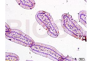 Formalin-fixed and paraffin embedded: mouse small intestine tissue labeled with Anti-TFF3 Polyclonal Antibody (ABIN669786), Unconjugated at 1:200, followed by conjugation to the secondary antibody and DAB staining (TFF3 antibody  (AA 51-80))