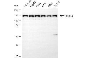 Western blotting analysis using PIK3R4 antibody (ABIN7799815). (Recombinant PIK3R4 antibody)