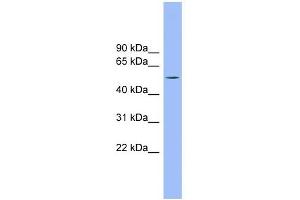 TMCO6 antibody used at 1 ug/ml to detect target protein.