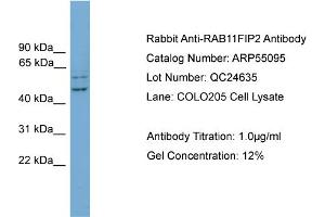WB Suggested Anti-RAB11FIP2  Antibody Titration: 0. (RAB11FIP2 antibody  (N-Term))