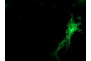 Anti-SNAP25 mouse monoclonal antibody (ABIN2454628) immunofluorescent staining of COS7 cells transiently transfected by pCMV6-ENTRY SNAP25 (RC202068). (SNAP25 antibody)