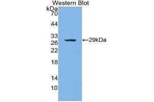 Western Blotting (WB) image for anti-Von Willebrand Factor A Domain Containing 1 (VWA1) (AA 135-366) antibody (ABIN1863302) (VWA1 antibody  (AA 135-366))