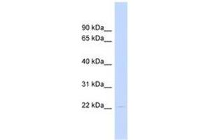 Image no. 1 for anti-Heart and Neural Crest Derivatives Expressed 1 (HAND1) (AA 35-84) antibody (ABIN6744500) (HAND1 antibody  (AA 35-84))