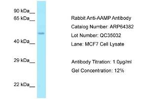 Western Blotting (WB) image for anti-Angio-Associated, Migratory Cell Protein (AAMP) (Middle Region) antibody (ABIN2789822) (AAMP antibody  (Middle Region))