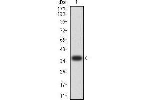 Western blot analysis using ATG3 mAb against human ATG3 (AA: 1-100) recombinant protein. (ATG3 antibody  (AA 1-100))