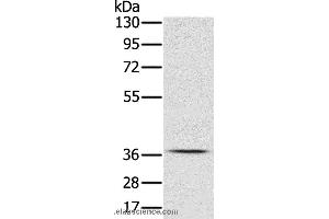 Western blot analysis of NIH/3T3 cell, using CREB1 Polyclonal Antibody at dilution of 1:350 (CREB1 antibody)