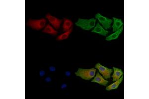 ABIN7093524 and ABIN7097548 staining Hela cells by IF/ICC.