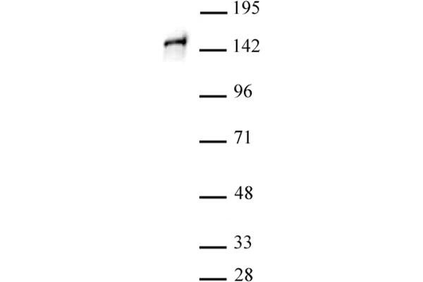 Stromal Antigen 1 antibody  (C-Term)