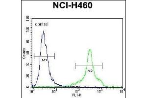 HLA-DQA1 Antibody (N-term) (ABIN656108 and ABIN2837859) flow cytometric analysis of NCI- cells (right histogram) compared to a negative control cell (left histogram).