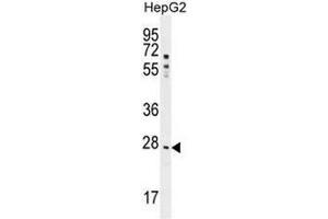 NR0B2 Antibody (Center)(PEI 1/100) western blot analysis in HepG2 cell line lysates (35µg/lane). (NR0B2 antibody  (Middle Region))
