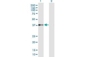Western Blot analysis of NARG2 expression in transfected 293T cell line by NARG2 MaxPab polyclonal antibody. (NARG2 antibody  (AA 1-332))