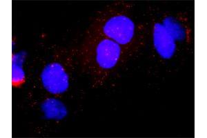 Proximity Ligation Analysis of protein-protein interactions between CDK7 and E2F1. (E2F1 antibody  (AA 348-437))