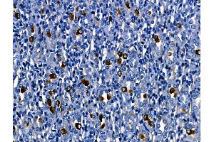 ABIN6260502 and ABIN6268715 at 1/100 staining Mouse colorectal tissue by IHC-P. (Cathepsin G antibody  (Internal Region))