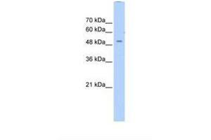 Image no. 1 for anti-Zinc Finger Protein 500 (ZNF500) (AA 101-150) antibody (ABIN6739208) (ZNF500 antibody  (AA 101-150))