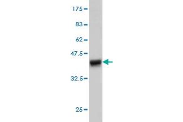 EPS8-Like 2 antibody  (AA 615-714)