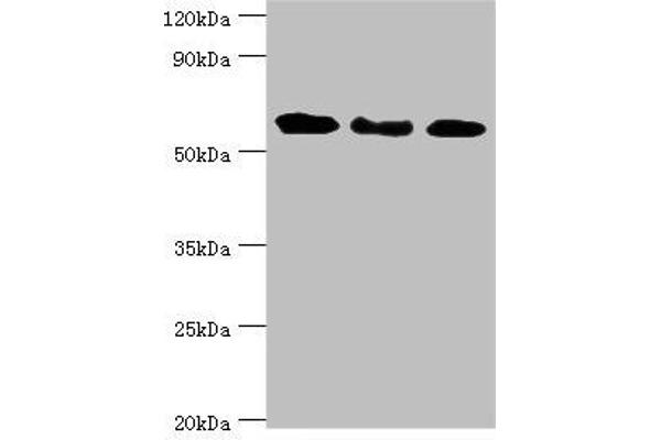 GBP1 antibody  (AA 383-592)