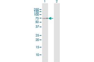 Western Blot analysis of TUBG1 expression in transfected 293T cell line by TUBG1 MaxPab polyclonal antibody. (TUBG1 antibody  (AA 1-451))