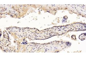 Detection of HDAC1 in Human Placenta Tissue using Monoclonal Antibody to Histone Deacetylase 1 (HDAC1) (HDAC1 antibody  (AA 1-482))