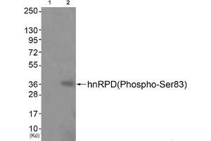 Western blot analysis of extracts from JK cells (Lane 2), using hnRPD (Phospho-Ser83) Antibody. (HNRNPD/AUF1 antibody  (pSer83))