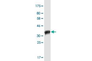 Western Blot detection against Immunogen (35. (Pannexin 2 antibody  (AA 133-219))