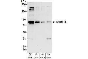Western Blotting (WB) image for anti-Heterogeneous Nuclear Ribonucleoprotein L (HNRNPL) (AA 350-400) antibody (ABIN7795591)