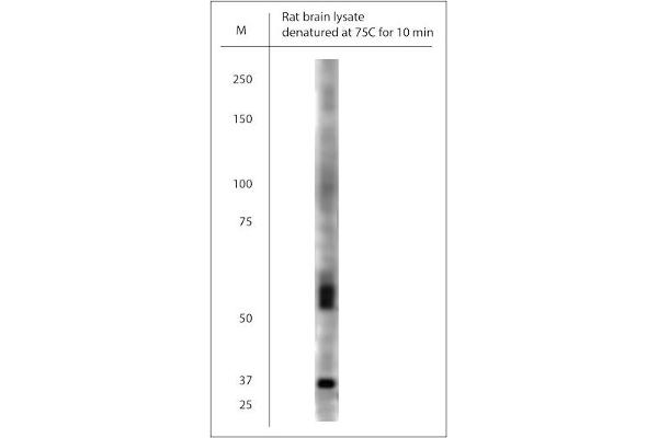 SLC17A7 antibody