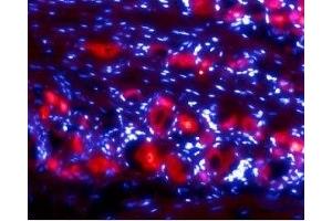 Expression of Ret in rat DRG - Immunohistochemical staining of rat dorsal root ganglia (DRG) frozen sections using Anti-Ret (extracellular) Antibody (ABIN7043600, ABIN7044783 and ABIN7044784), (1:50). (Ret Proto-Oncogene antibody  (Extracellular, N-Term))