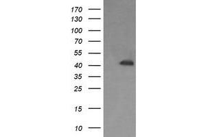 Image no. 1 for anti-Parvin, alpha (PARVA) antibody (ABIN1496447) (Parvin alpha antibody)