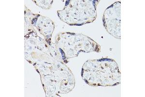 Immunohistochemistry of paraffin-embedded human placenta using ADK Rabbit pAb  at dilution of 1:350 (40x lens). (ADK antibody  (AA 200-345))