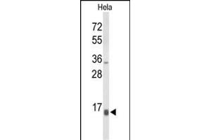 Western blot analysis of NPW Antibody (C-term) (ABIN653596 and ABIN2842964) in Hela cell line lysates (35 μg/lane).