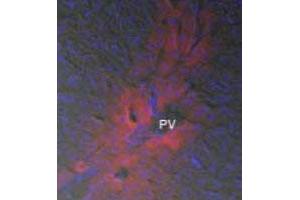 Immunofluorescence analysis of mouse liver tissue, using Initiate Factor 3 polyclonal antibody  .