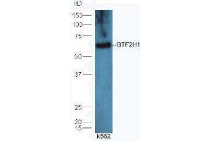 Lane 1: K562 lysates probed with Rabbit Anti-GTF2H1 Polyclonal Antibody, Unconjugated (ABIN873029) at 1:30 overnight at 4 °C. (GTF2H1 antibody  (AA 201-300))