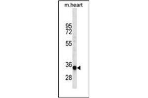 Western blot analysis of LIX1L Antibody (Center) in mouse heart tissue lysates (35ug/lane). (LIX1L antibody  (Middle Region))