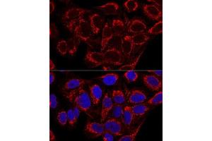 Confocal immunofluorescence analysis of U2OS cells using MRPS16 Polyclonal Antibody  at dilution of 1:100. (MRPS16 antibody  (AA 1-137))