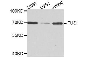 Western blot analysis of extracts of various cell lines, using FUS antibody.