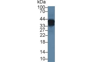 Western blot analysis of Mouse Lung lysate, using Mouse ON Antibody (1 µg/ml) and HRP-conjugated Goat Anti-Rabbit antibody ( (SPARC antibody  (AA 18-302))
