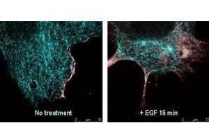 Immunofluorescence confocal microscopy of Mouse Anti-AKT pS473 antibody. (AKT1 antibody  (pSer473))