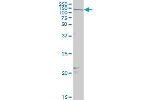 MAML2 antibody  (AA 796-894)