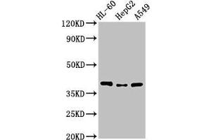 Western Blot Positive WB detected in: HL60 whole cell lysate, HepG2 whole cell lysate, A549 whole cell lysate All lanes: MCU antibody at 3. (MCU antibody  (AA 155-233))