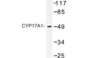 Image no. 1 for anti-Cytochrome P450, Family 17, Subfamily A, Polypeptide 1 (CYP17A1) antibody (ABIN272270) (CYP17A1 antibody)