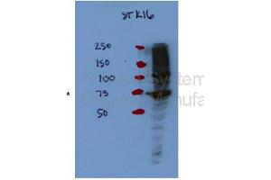 STK16 antibody - middle region  validated by WB using Hek 293T Cells at 1:1000. (STK16 antibody  (Middle Region))