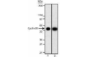 Western blot analysis of cyclin B1. (Cyclin B1 antibody  (AA 1-21))