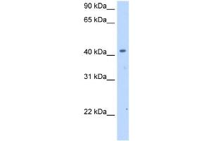 SLC25A24 antibody used at 2. (SLC25A24 antibody)