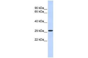 KLF14 antibody used at 1. (KLF14 antibody  (N-Term))