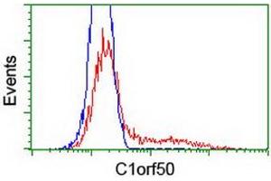 Image no. 2 for anti-Chromosome 1 Open Reading Frame 50 (C1ORF50) antibody (ABIN1497035) (C1ORF50 antibody)
