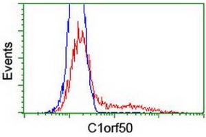 Image no. 2 for anti-Chromosome 1 Open Reading Frame 50 (C1ORF50) antibody (ABIN1497035)
