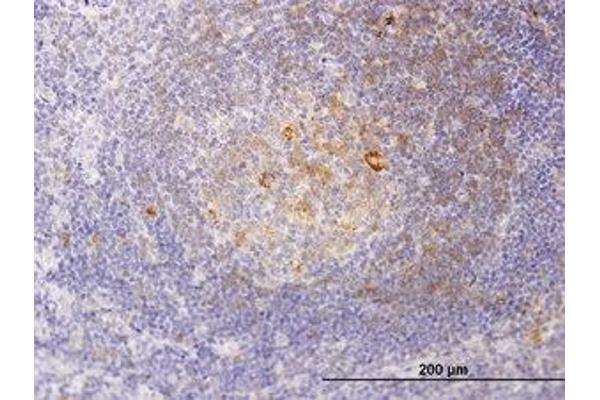 RSC1A1 antibody  (AA 1-101)