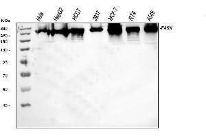 Western blot analysis of FASN using anti-FASN antibody (ABIN3044520).