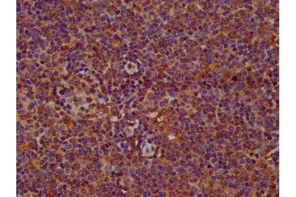SERPINB12 antibody  (AA 1-300)